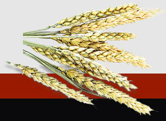 ��ҳ| CA88�����й�Ψһ�ٷ���վ