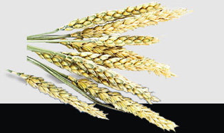 ��ҳ| CA88�����й�Ψһ�ٷ���վ