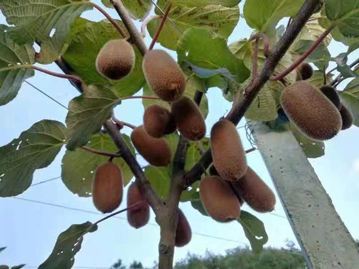 ��ҳ| CA88�����й�Ψһ�ٷ���վ